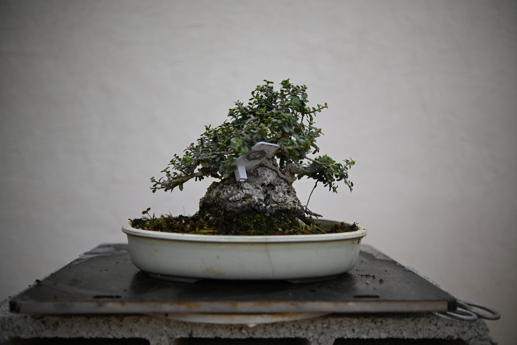 Olea Sylvestris - Olivastro Shohin