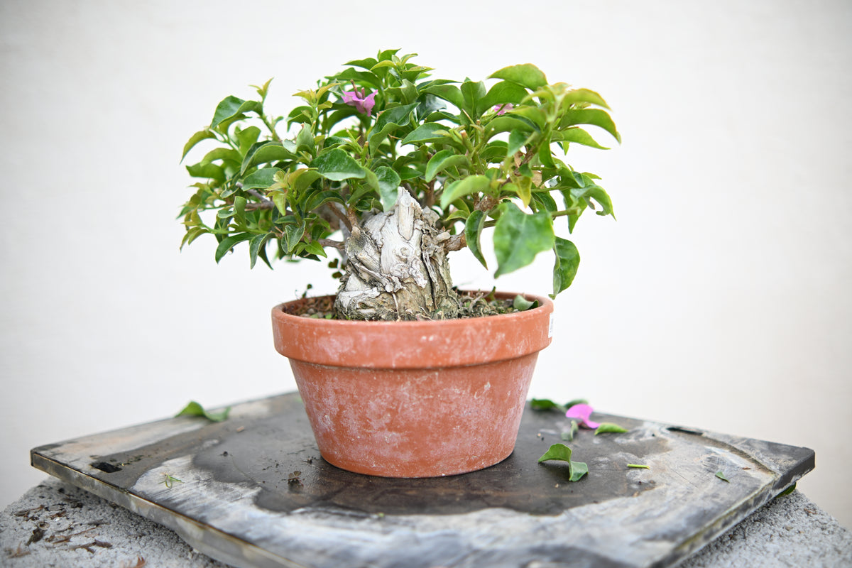 Bouganville Sanderiana Shohin