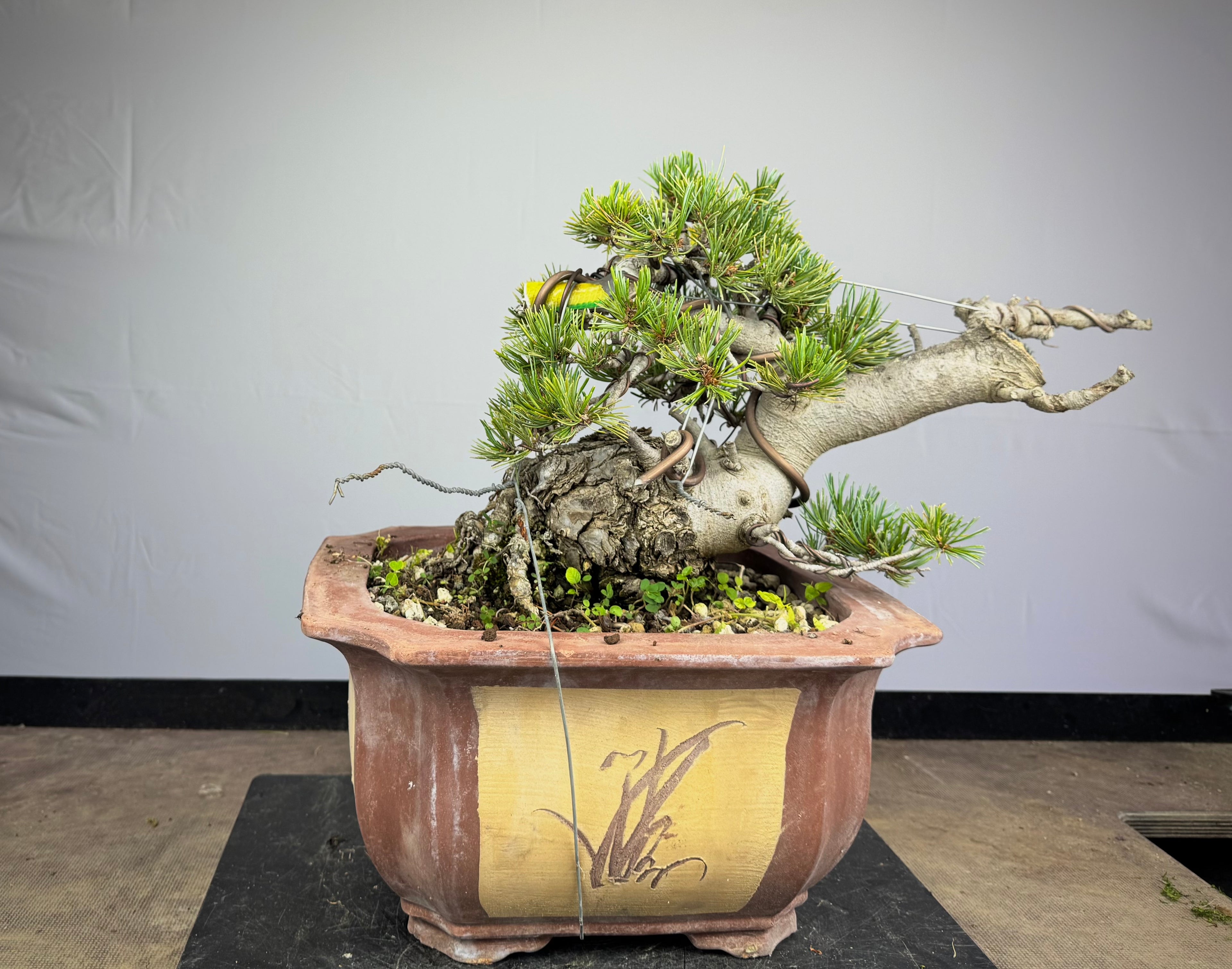 Pinus Pentaphylla - Pino bianco Giapponese