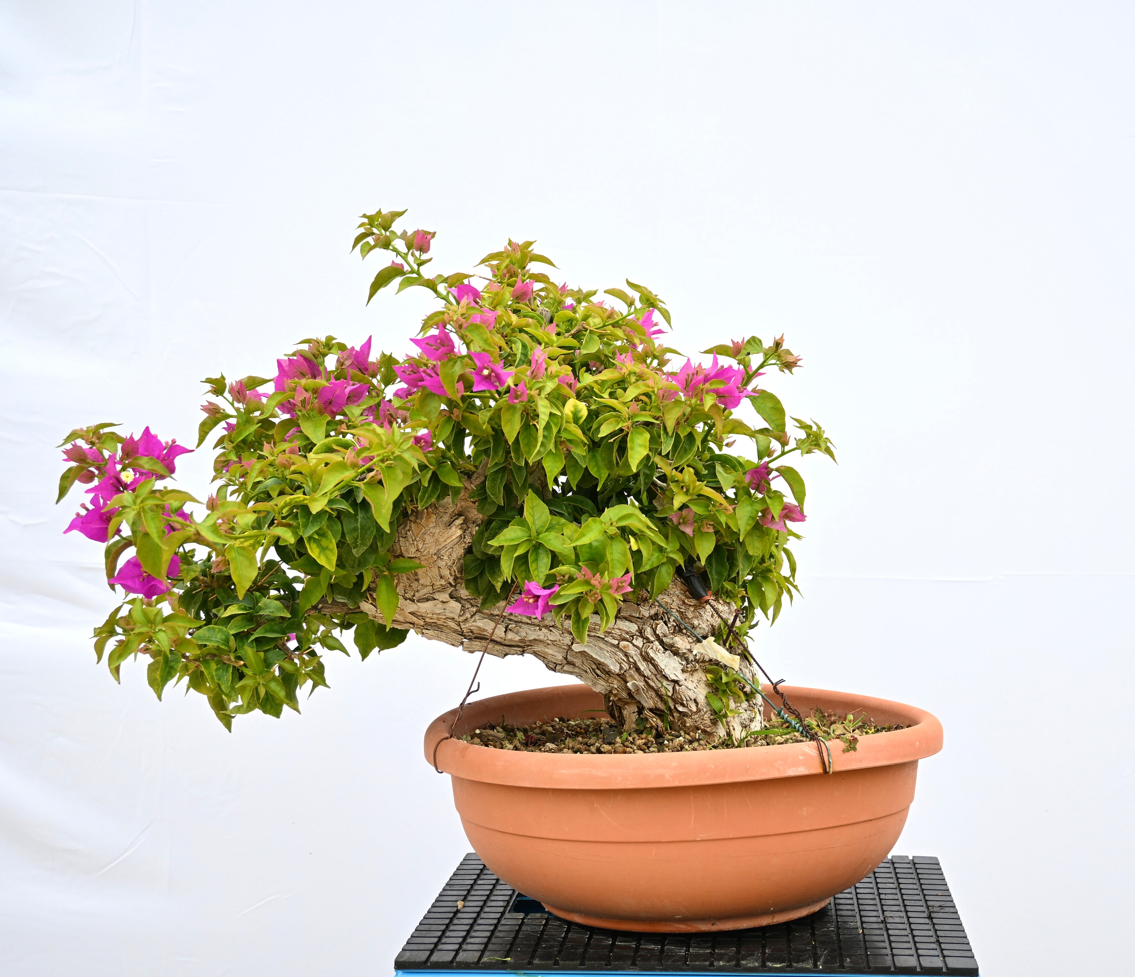 Bouganville Sanderiana