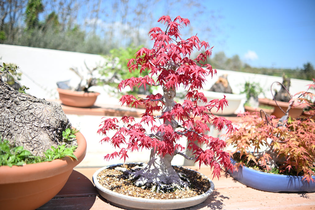 Acer Palmatum - Momiji Deshojo