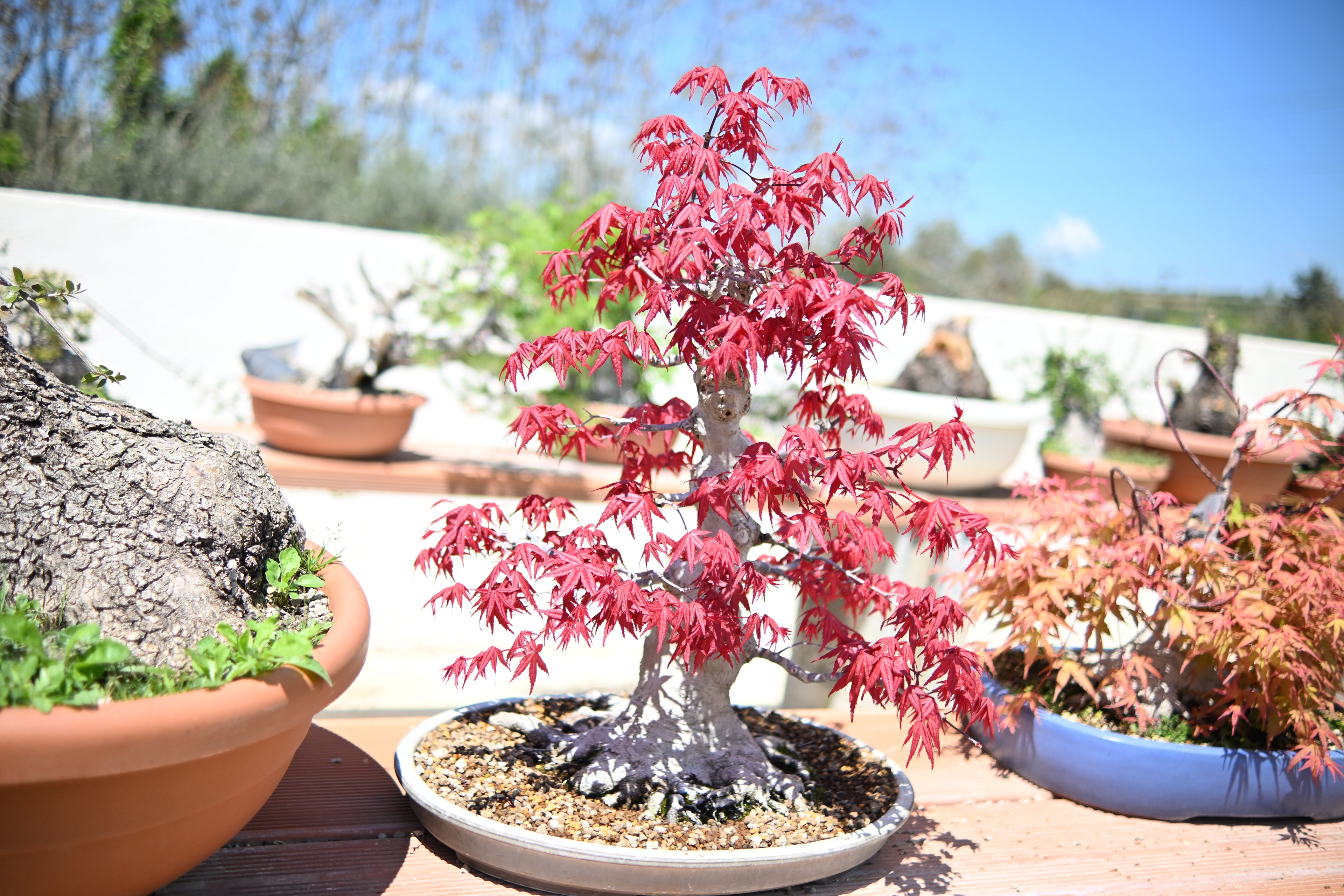 Acer Palmatum - Momiji Deshojo