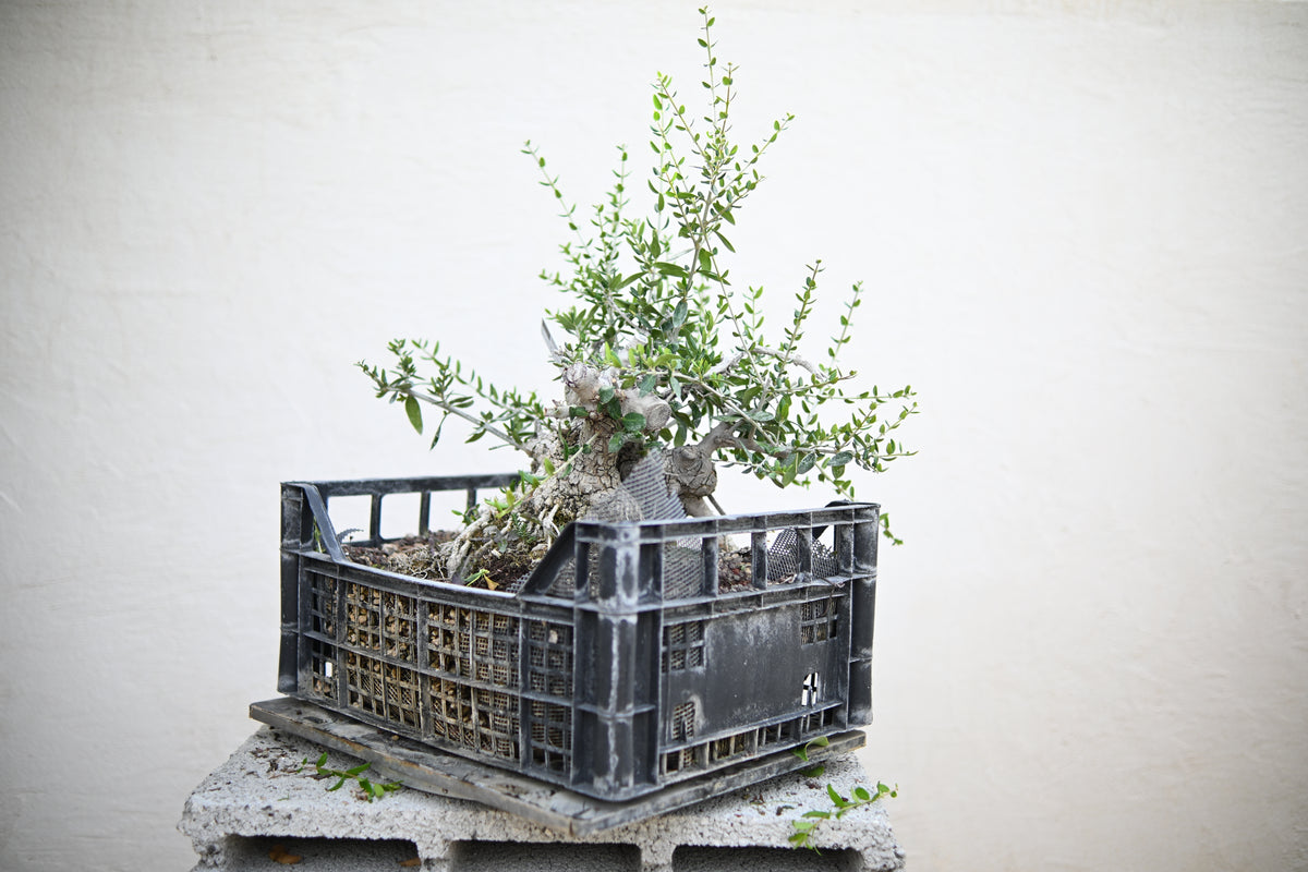 Olea Sylvestris - Olivastro
