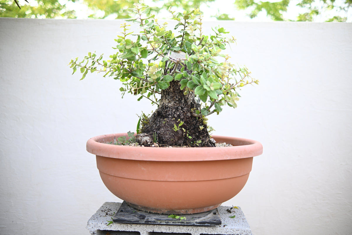 Quercus ILEX - Leccio
