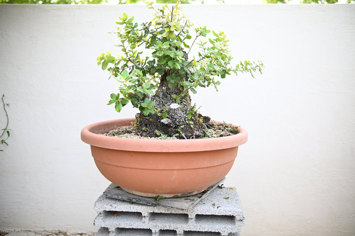 Quercus ILEX - Leccio