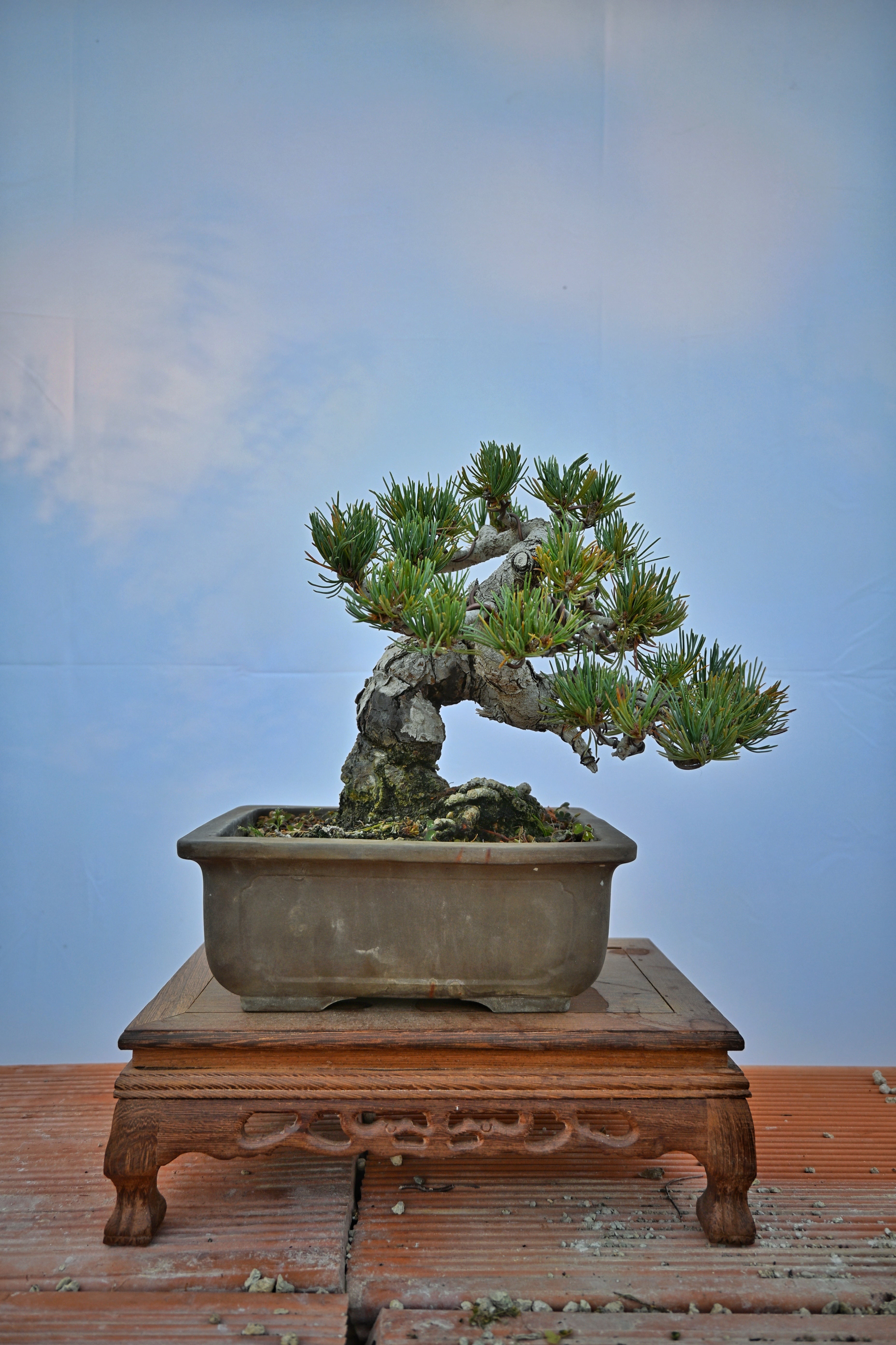 Pinus Pentaphylla