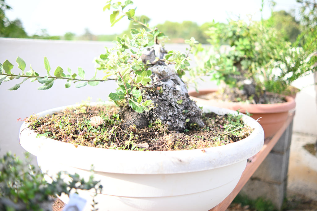 QUERCUS ILEX - Leccio