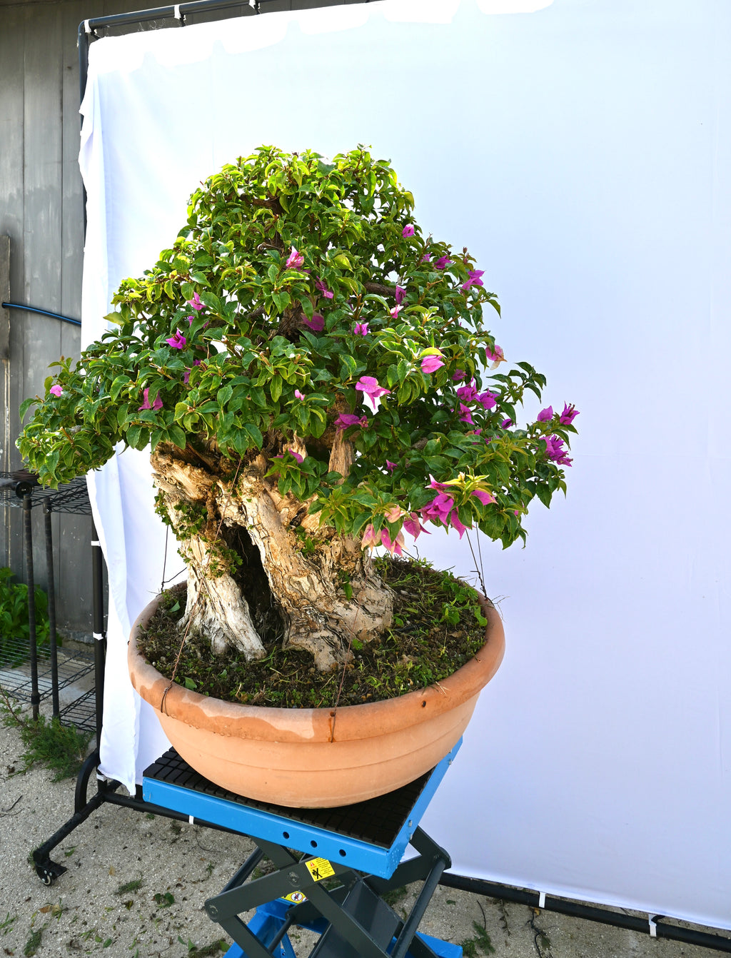 Bonsai di Bouganville