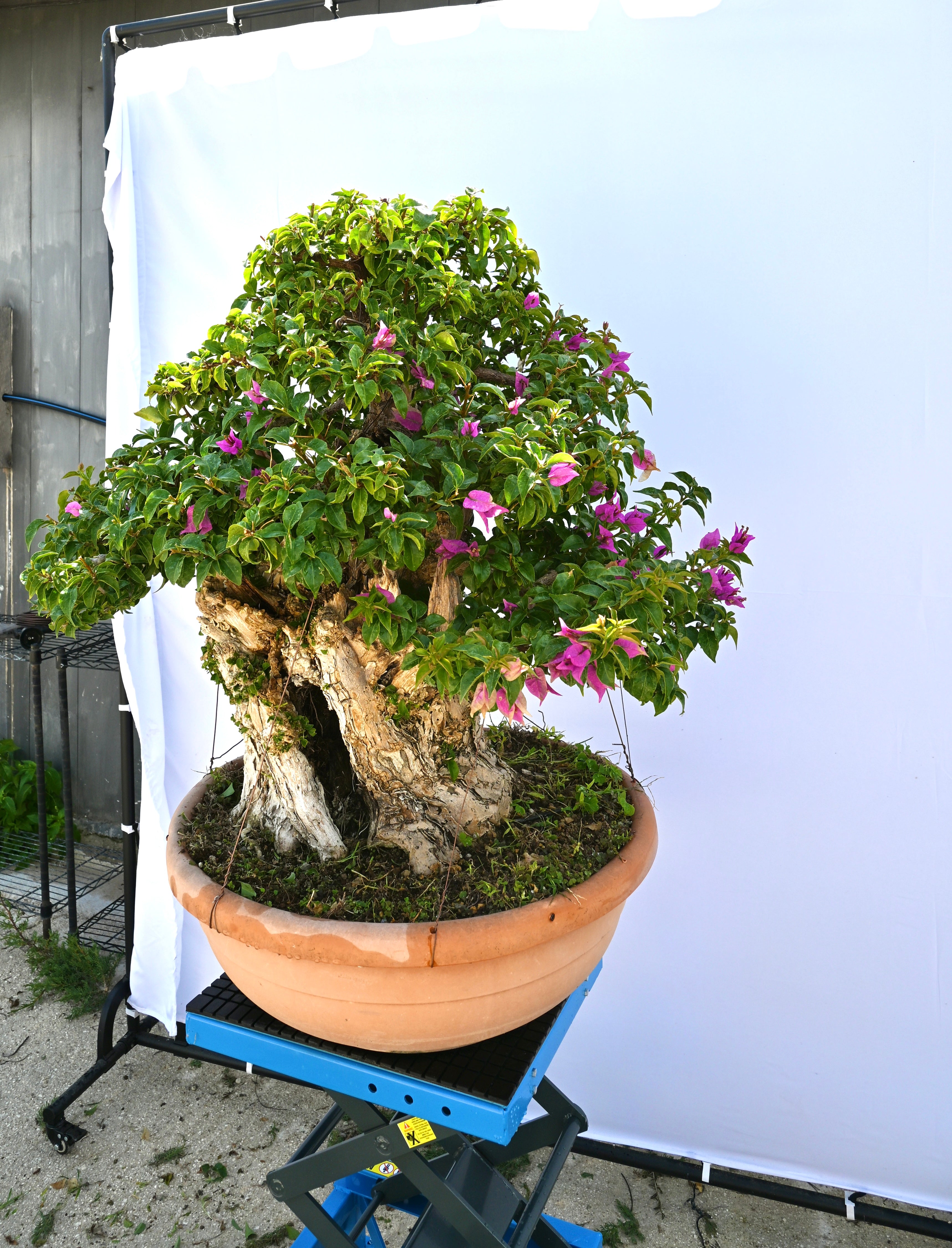 Bonsai di Bouganville
