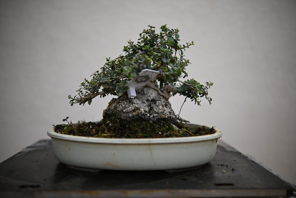 Olea Sylvestris - Olivastro Shohin