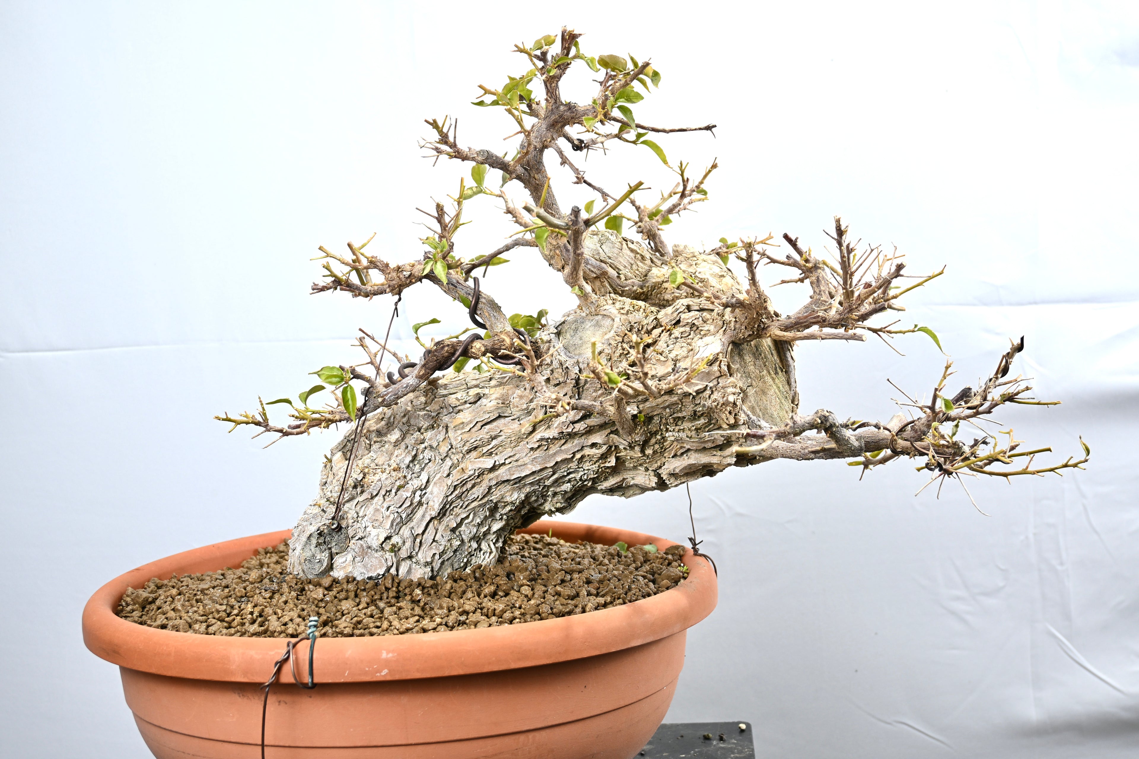 Bouganville Sanderiana