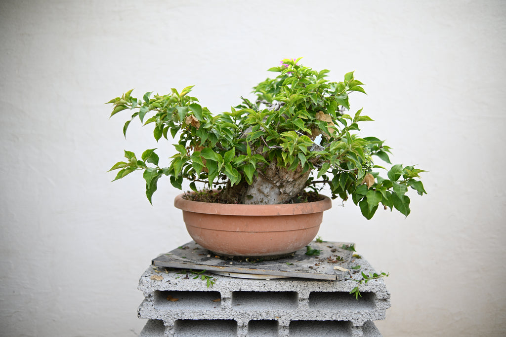 Bouganville Sanderiana