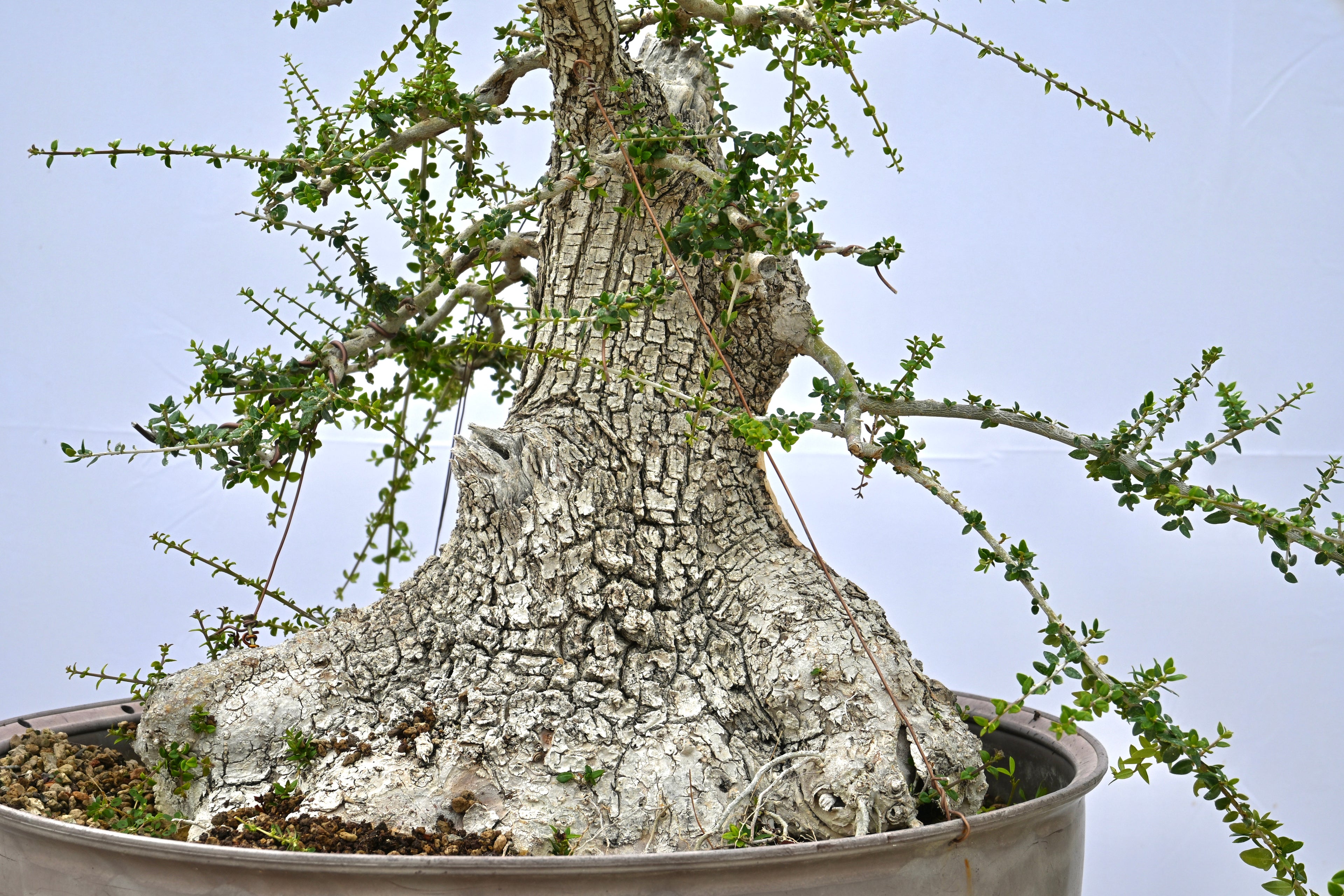 Olea Oleaster / Olivastro Yamadori