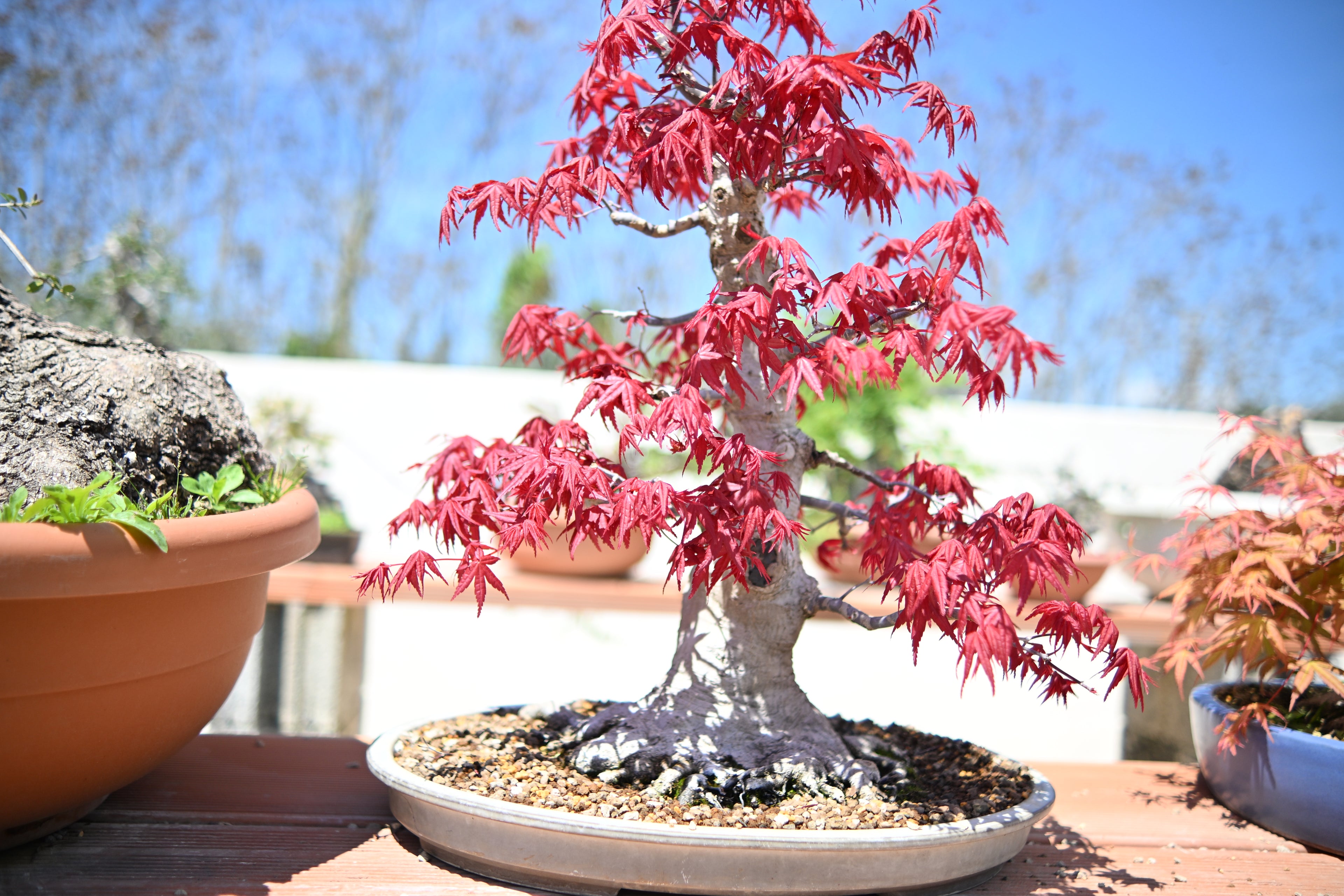 Acer Palmatum - Momiji Deshojo