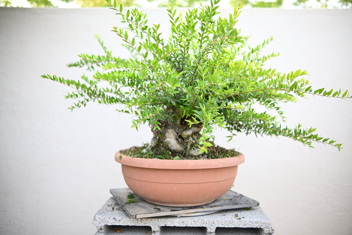 Myrtus Communis - Mirto