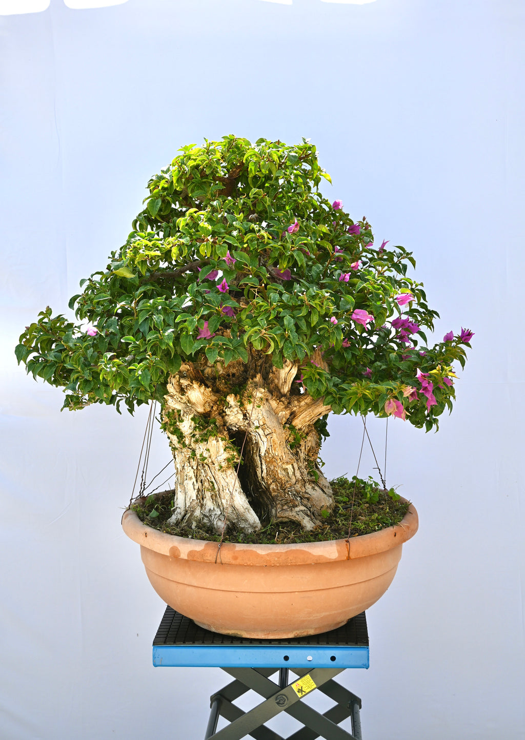 Bonsai di Bouganville