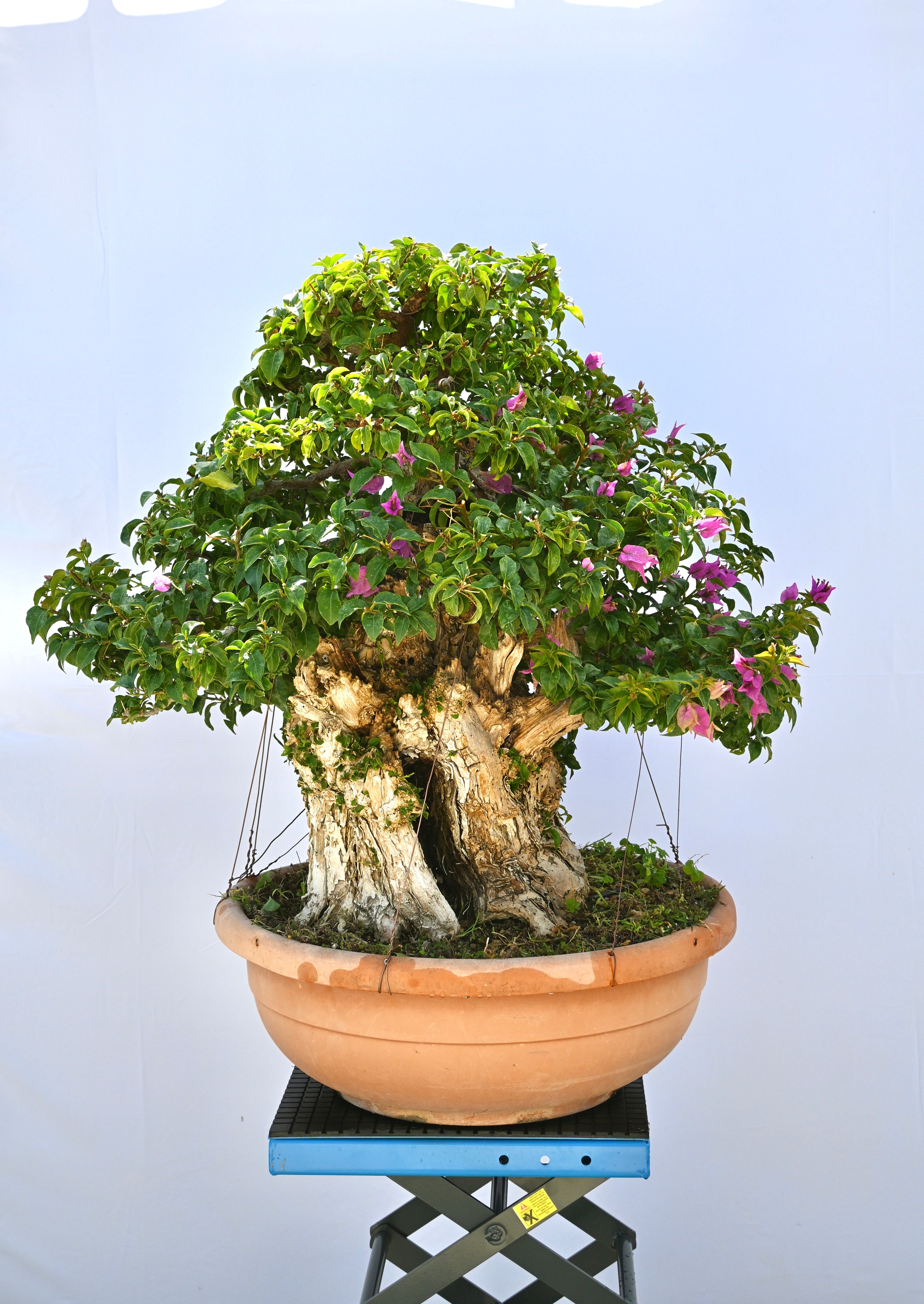 Bonsai di Bouganville