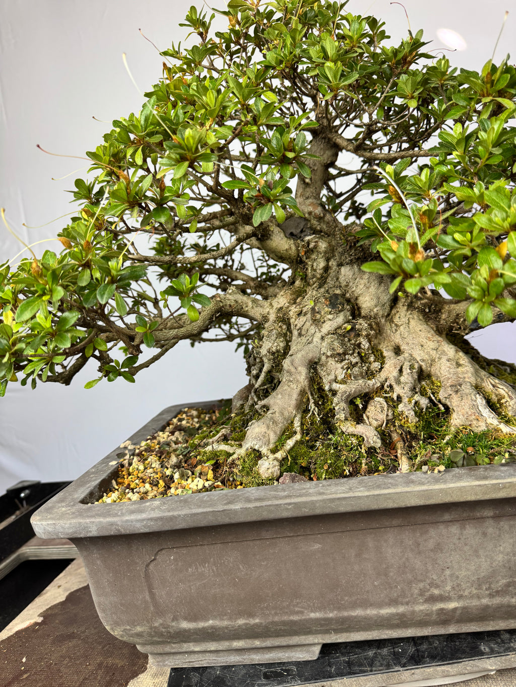 Azalea Gyoten - Rhododendron