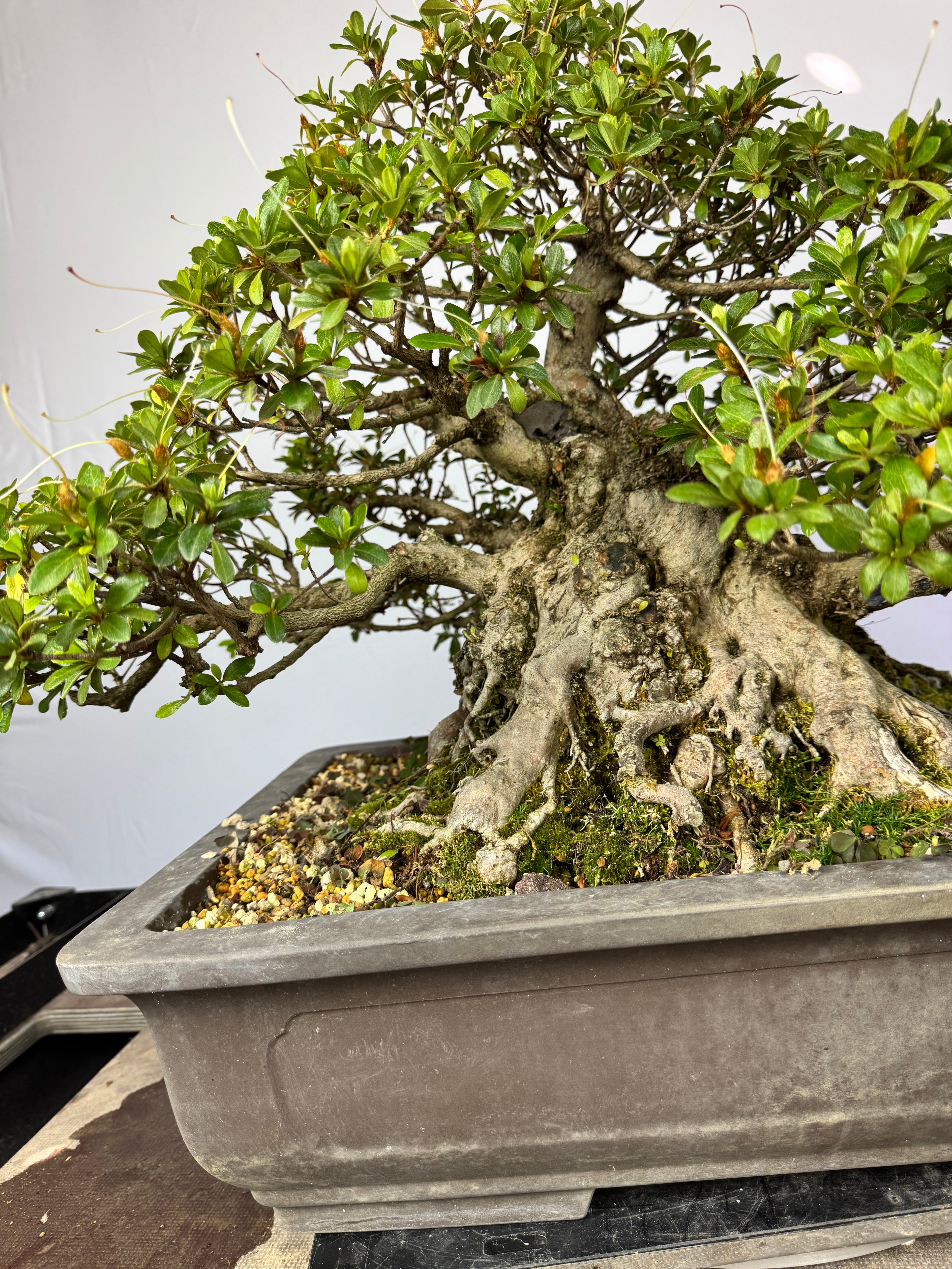 Azalea Gyoten - Rhododendron