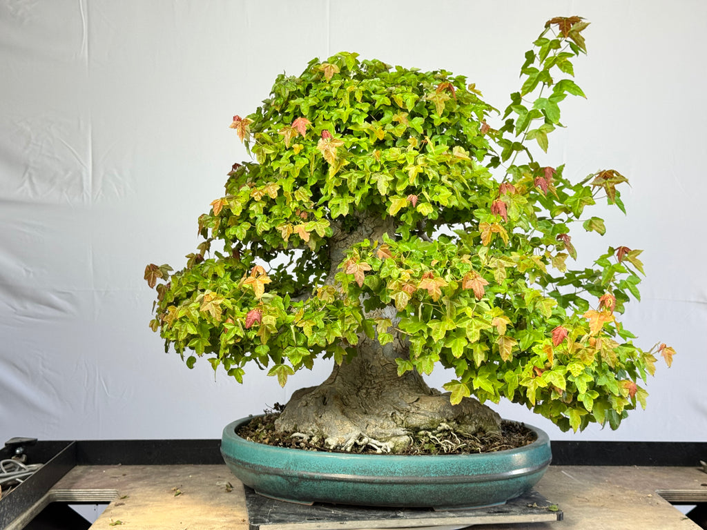 Acer Buergerianum - Kaede