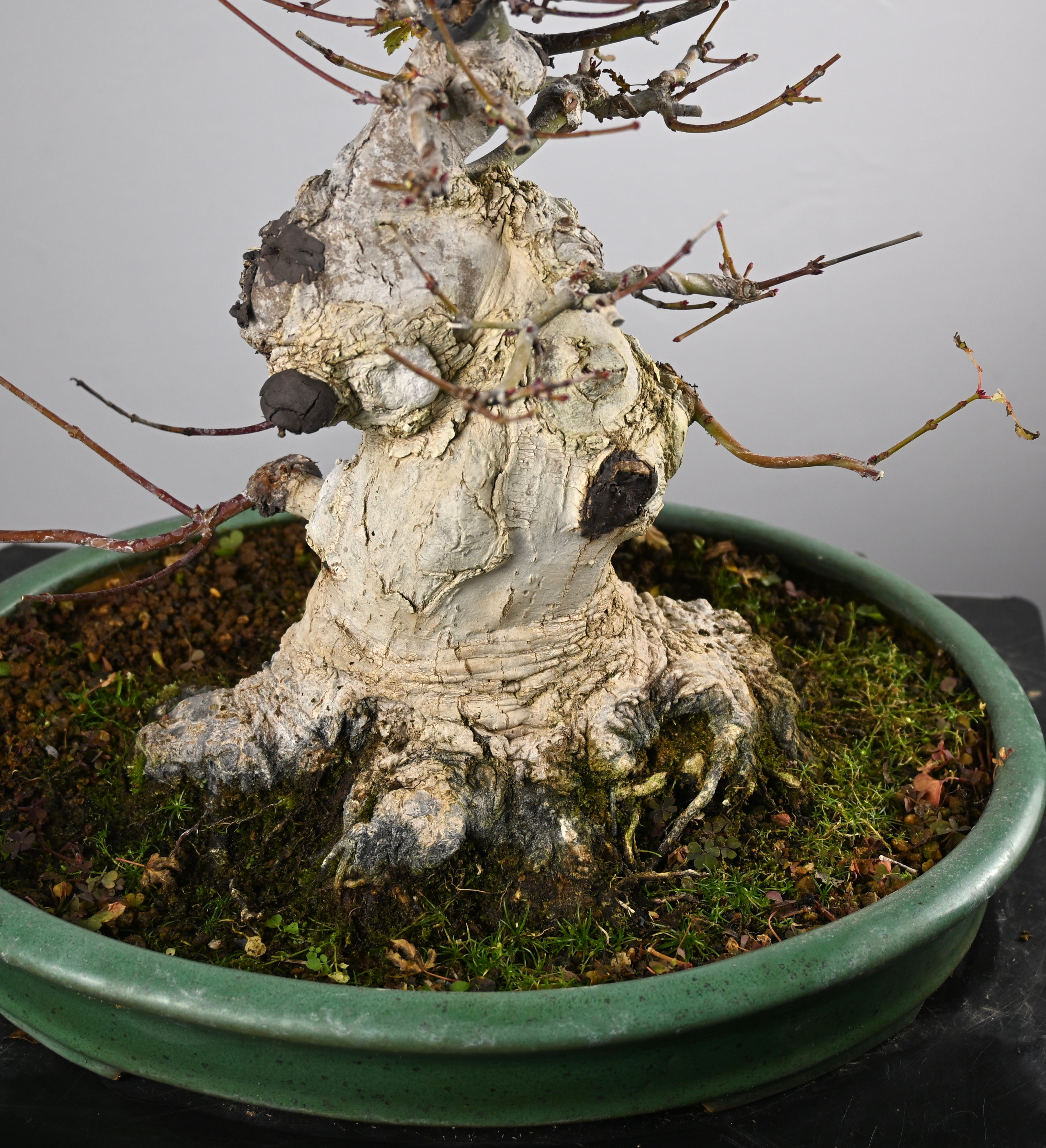 Acer Palmatum Yamamomiji