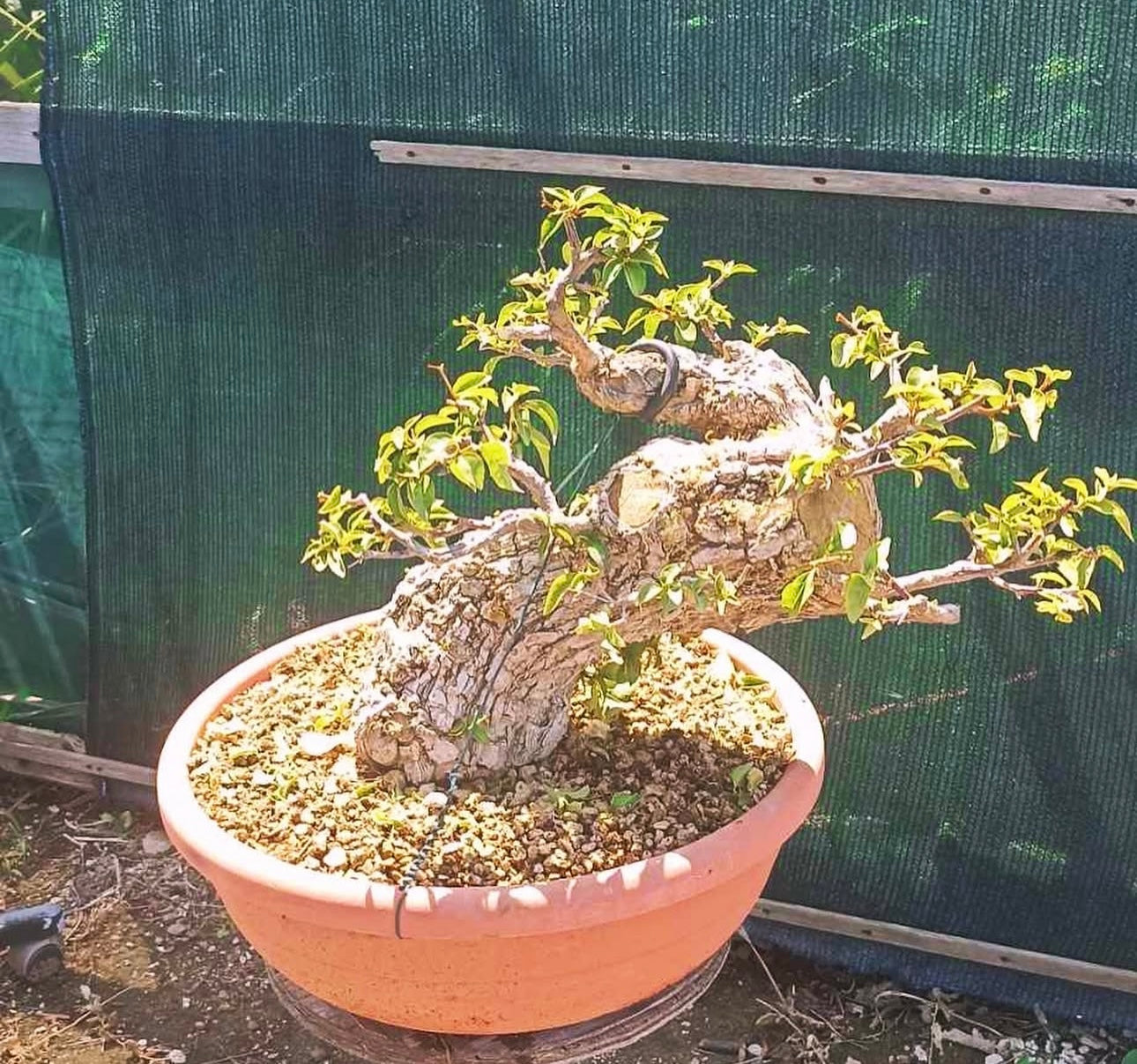 Bouganville Sanderiana