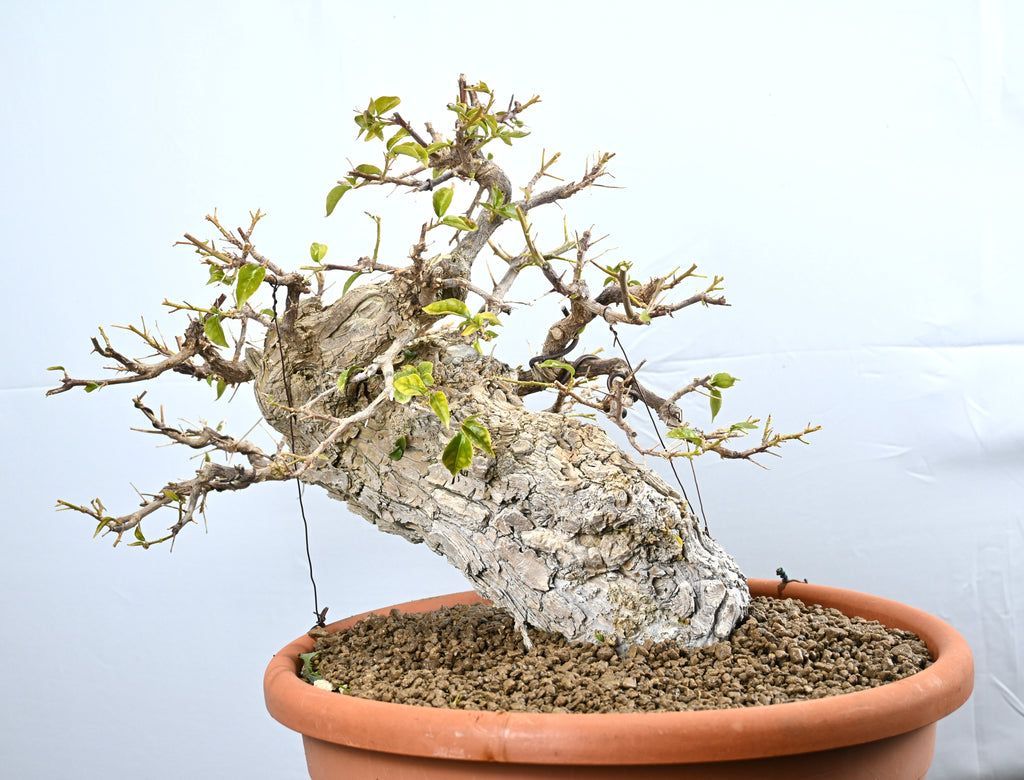 Bouganville Sanderiana