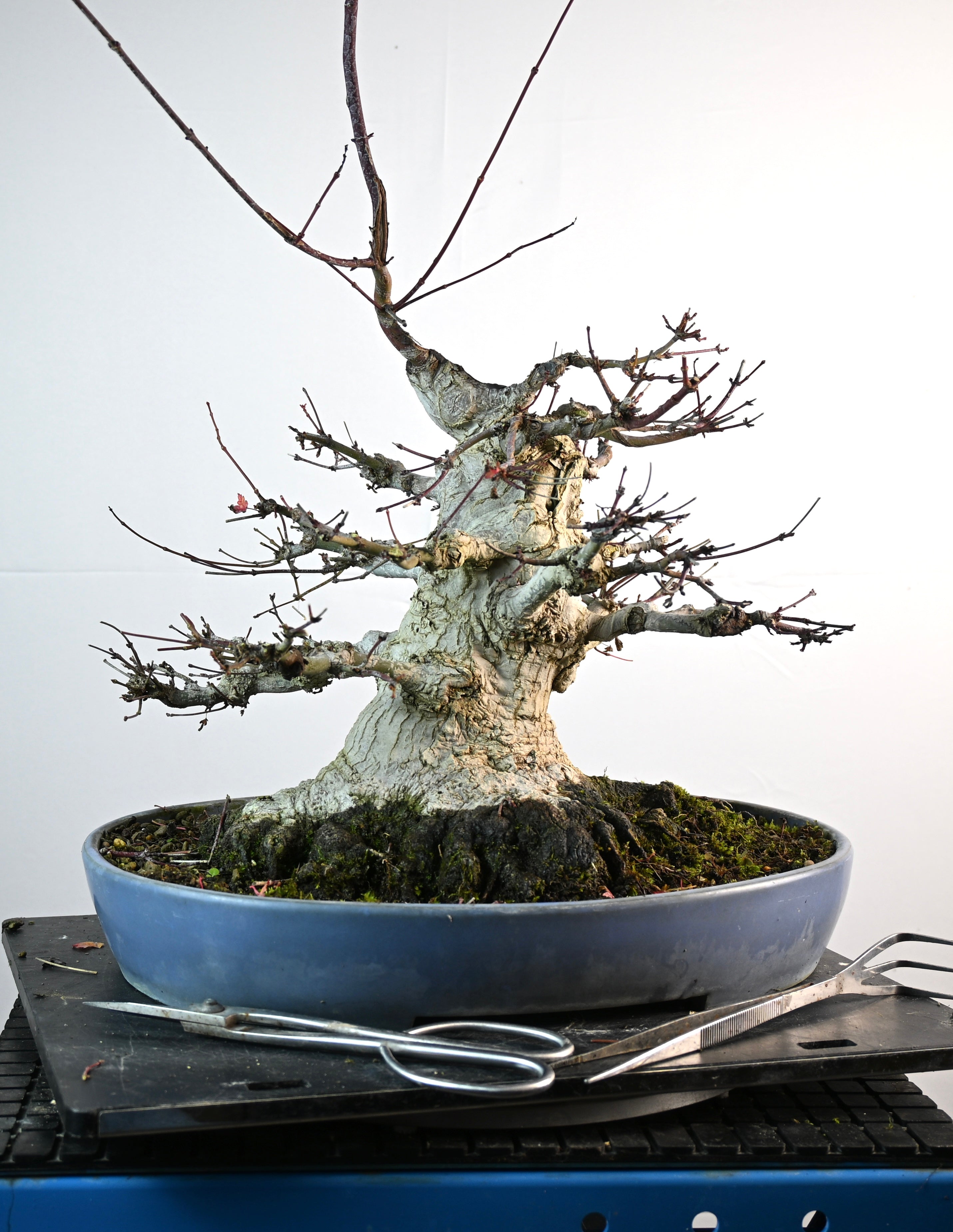 Acer Palmatum Yamamomiji