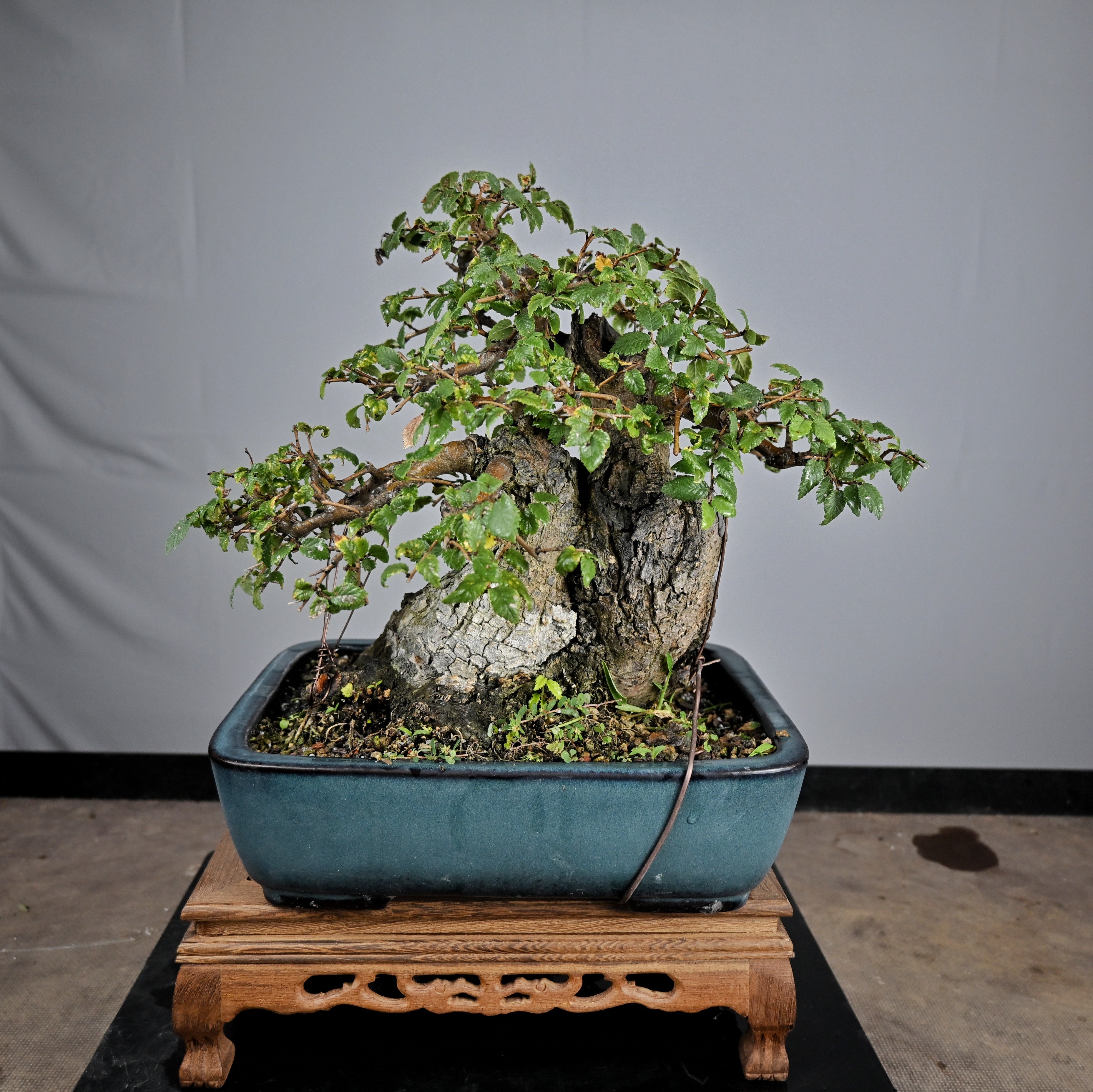 Bonsai Di Olmo - Ulmus Minor