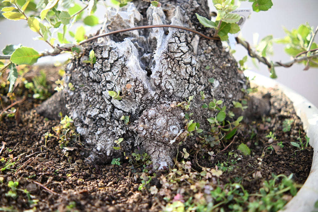 QUERCUS ILEX - Leccio