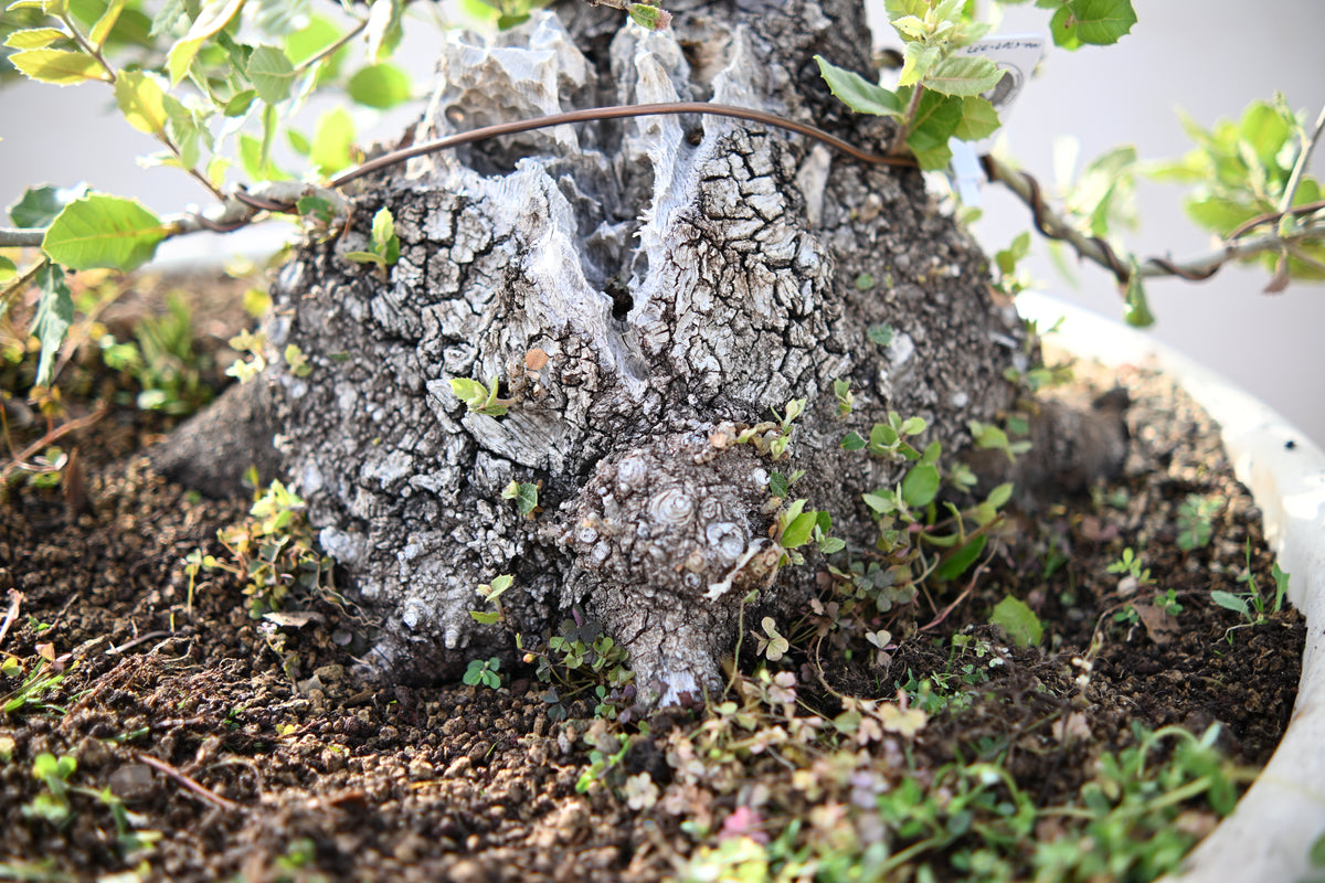 QUERCUS ILEX - Leccio