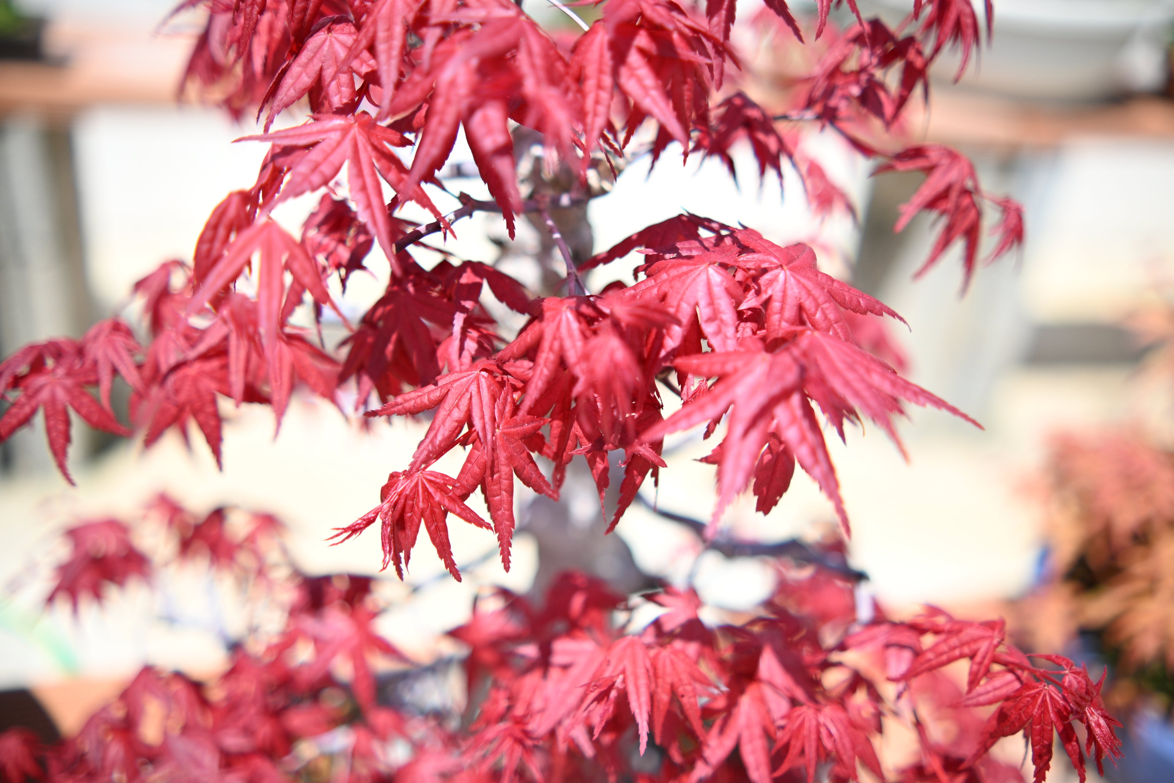 Acer Palmatum - Momiji Deshojo