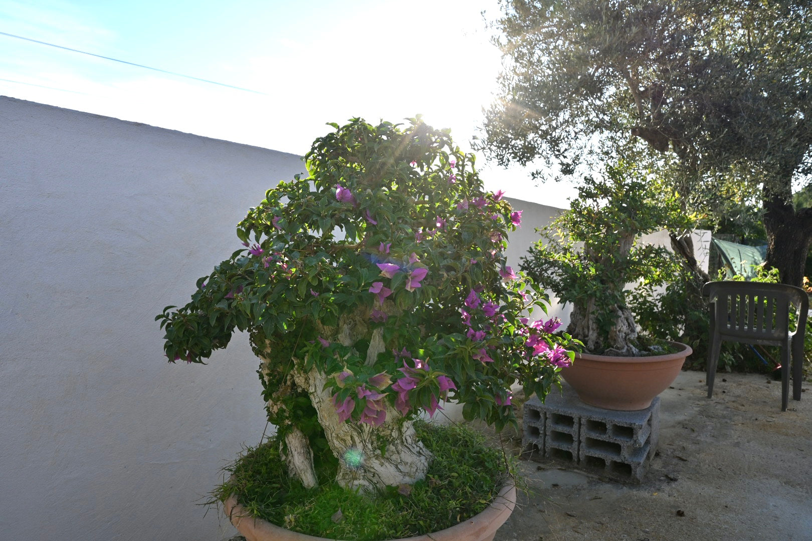 Bonsai di Bouganville