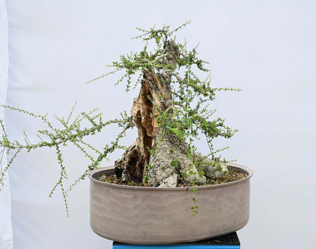 Olea Oleaster / Olivastro Yamadori