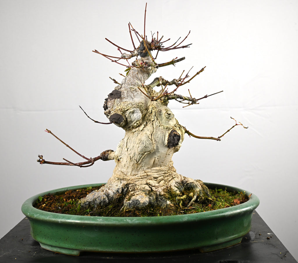 Acer Palmatum Yamamomiji