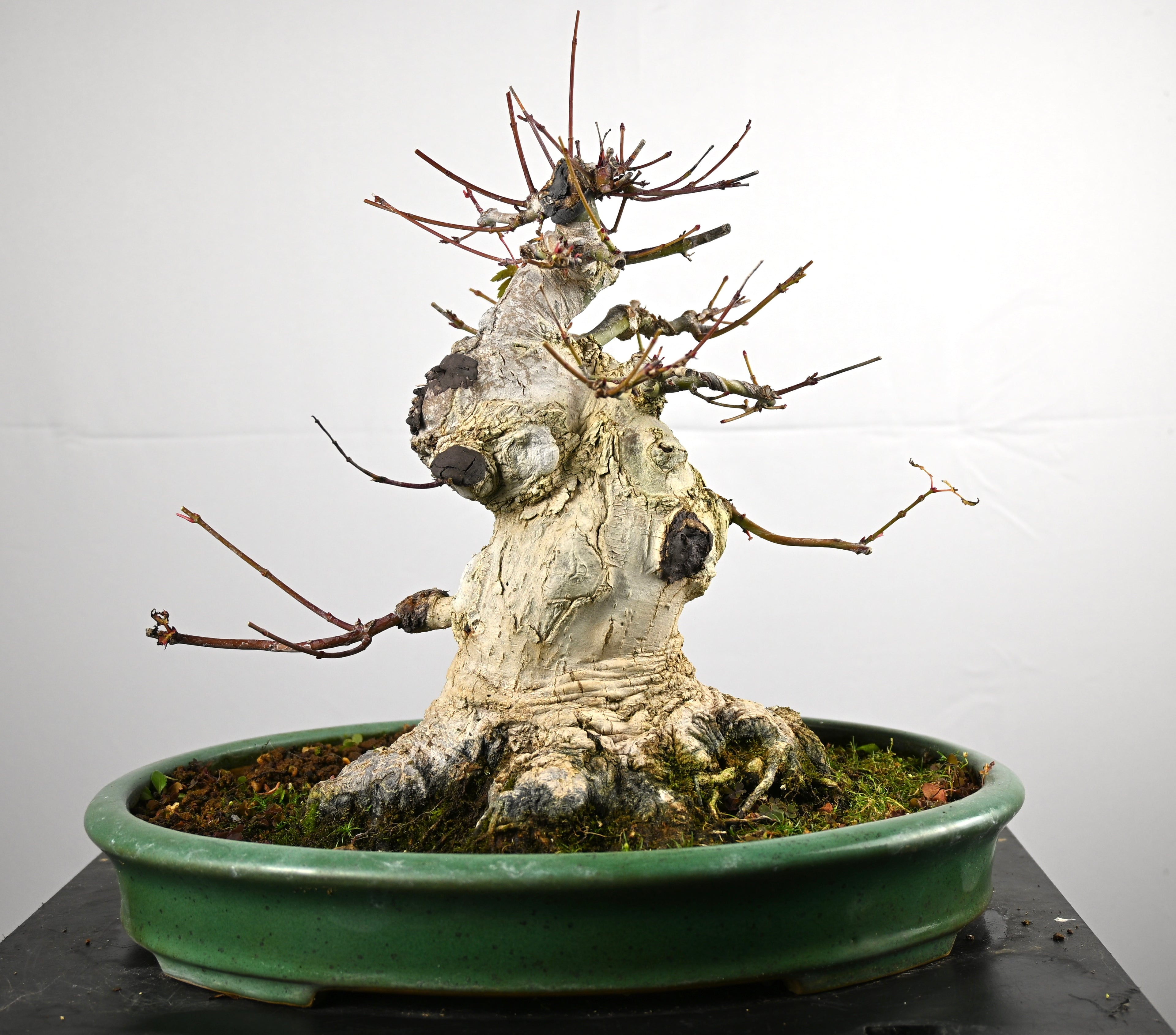 Acer Palmatum Yamamomiji