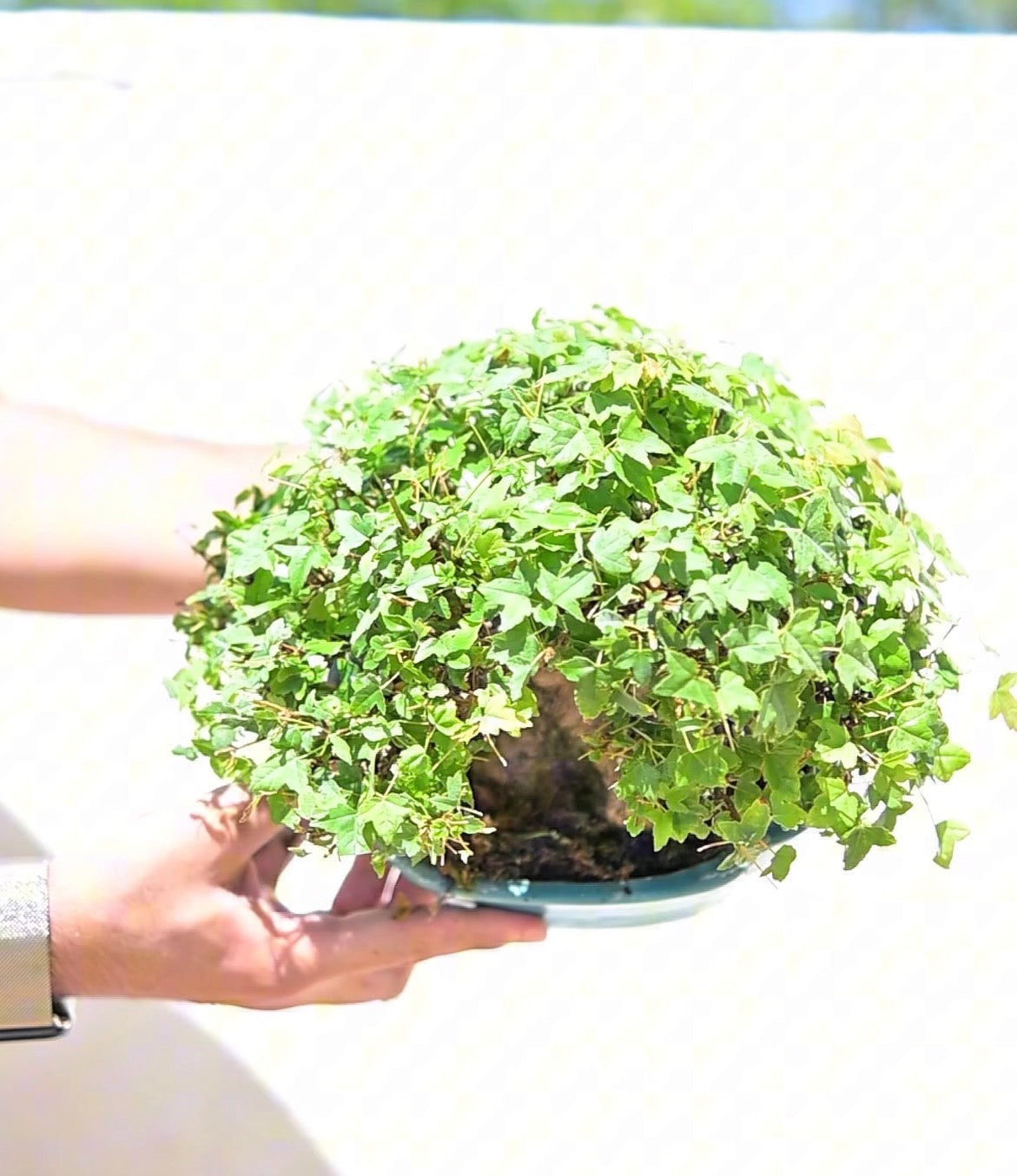 Acer Buergerianum - Kaede