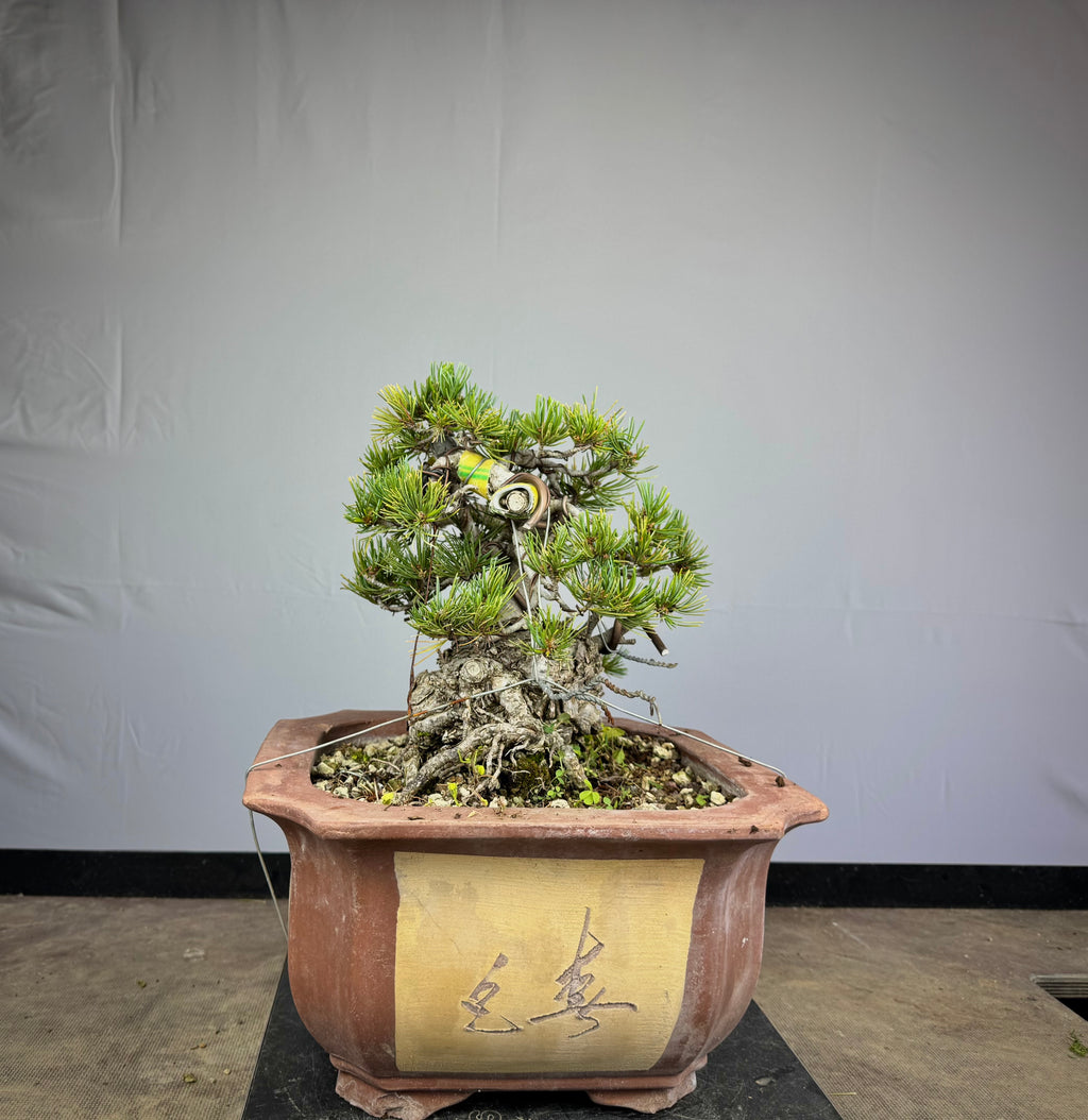 Pinus Pentaphylla - Pino bianco Giapponese