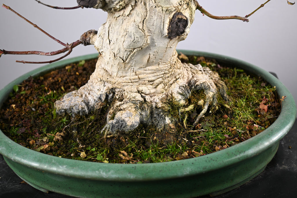 Acer Palmatum Yamamomiji