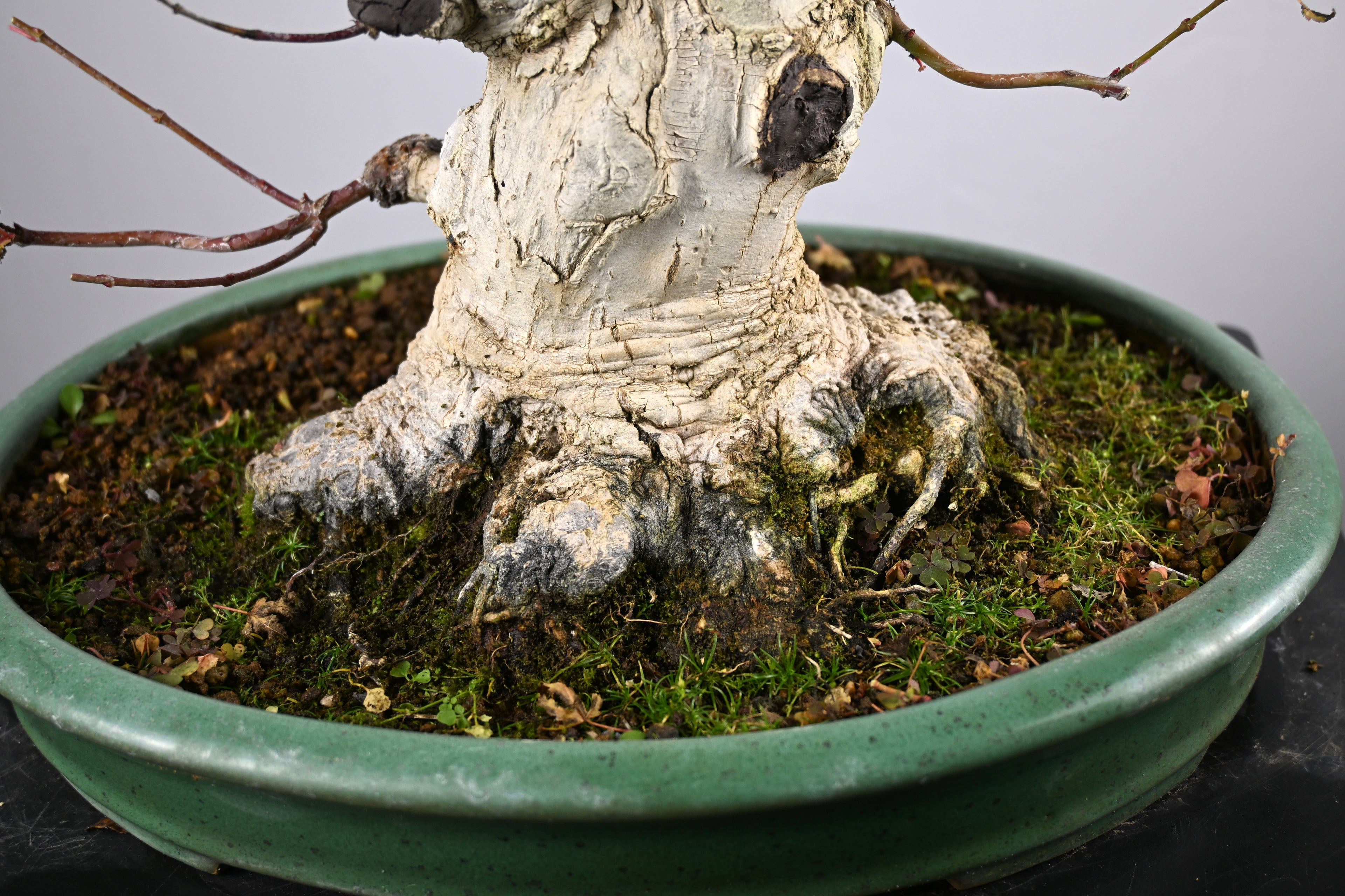 Acer Palmatum Yamamomiji