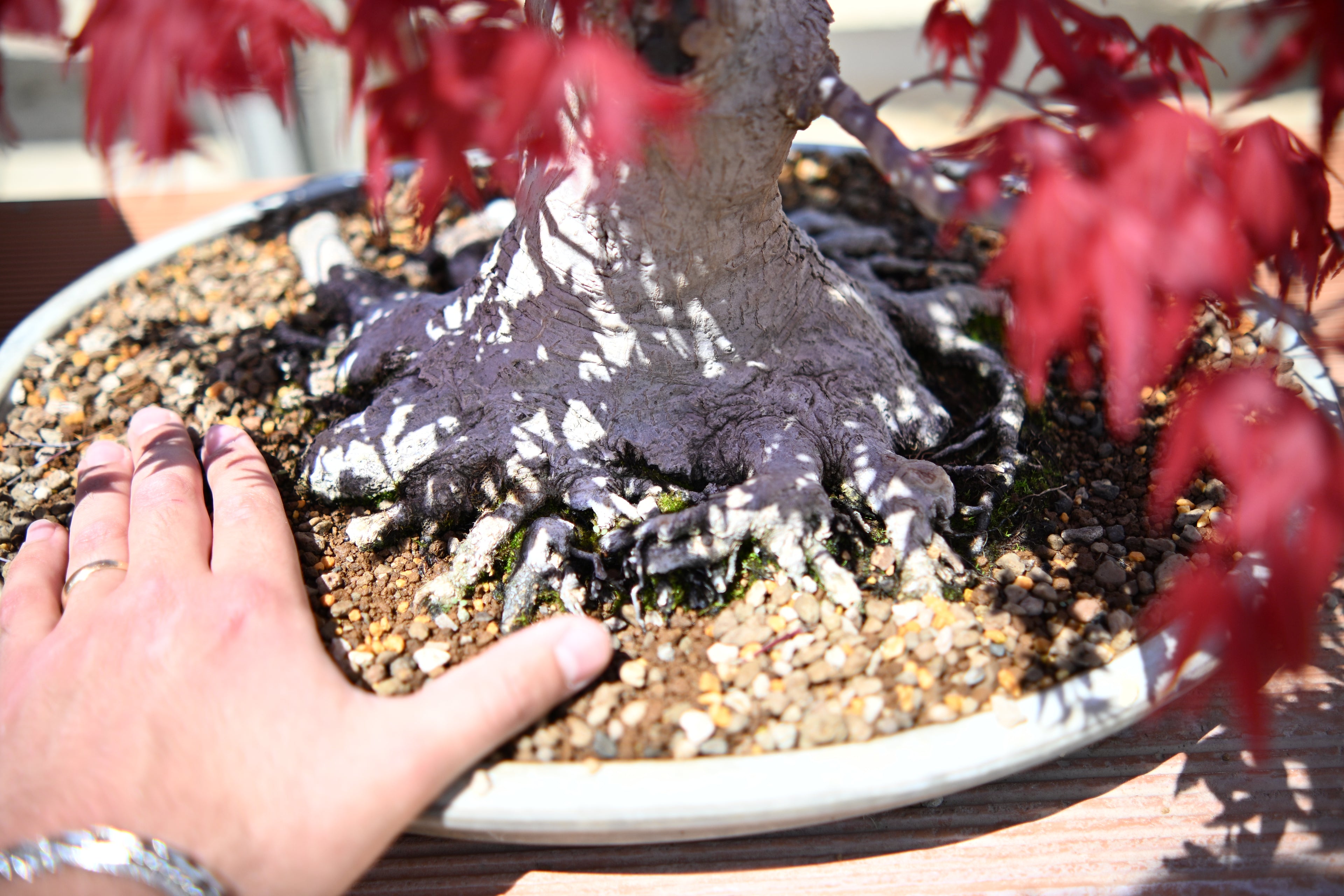 Acer Palmatum - Momiji Deshojo