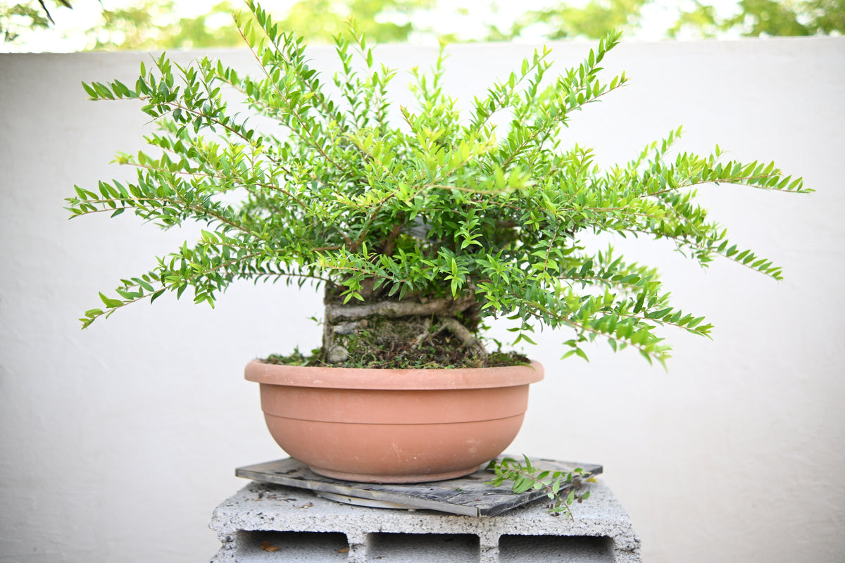 Myrtus Communis - Mirto