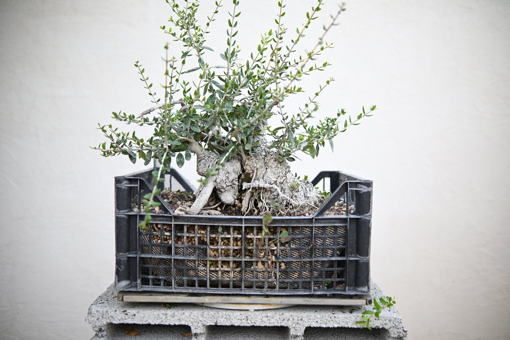 Olea Sylvestris - Olivastro