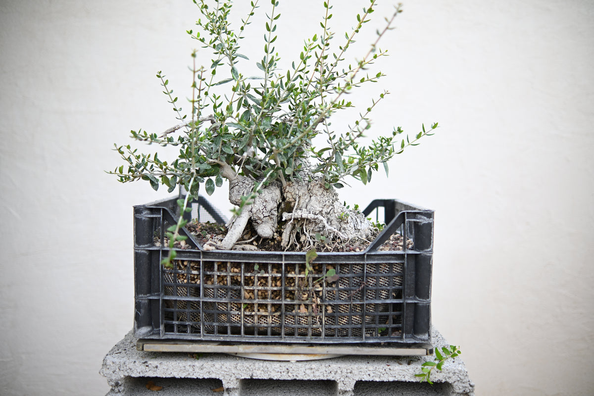 Olea Sylvestris - Olivastro