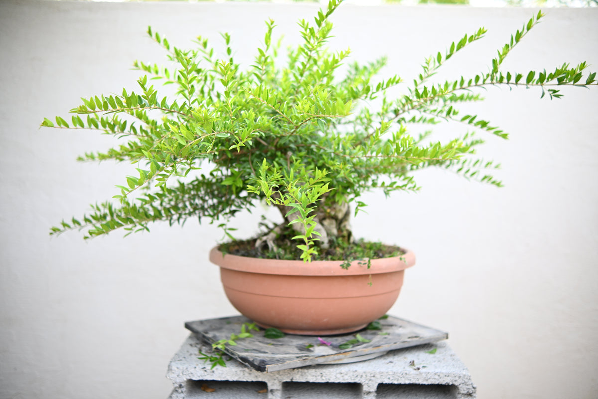 Myrtus Communis - Mirto