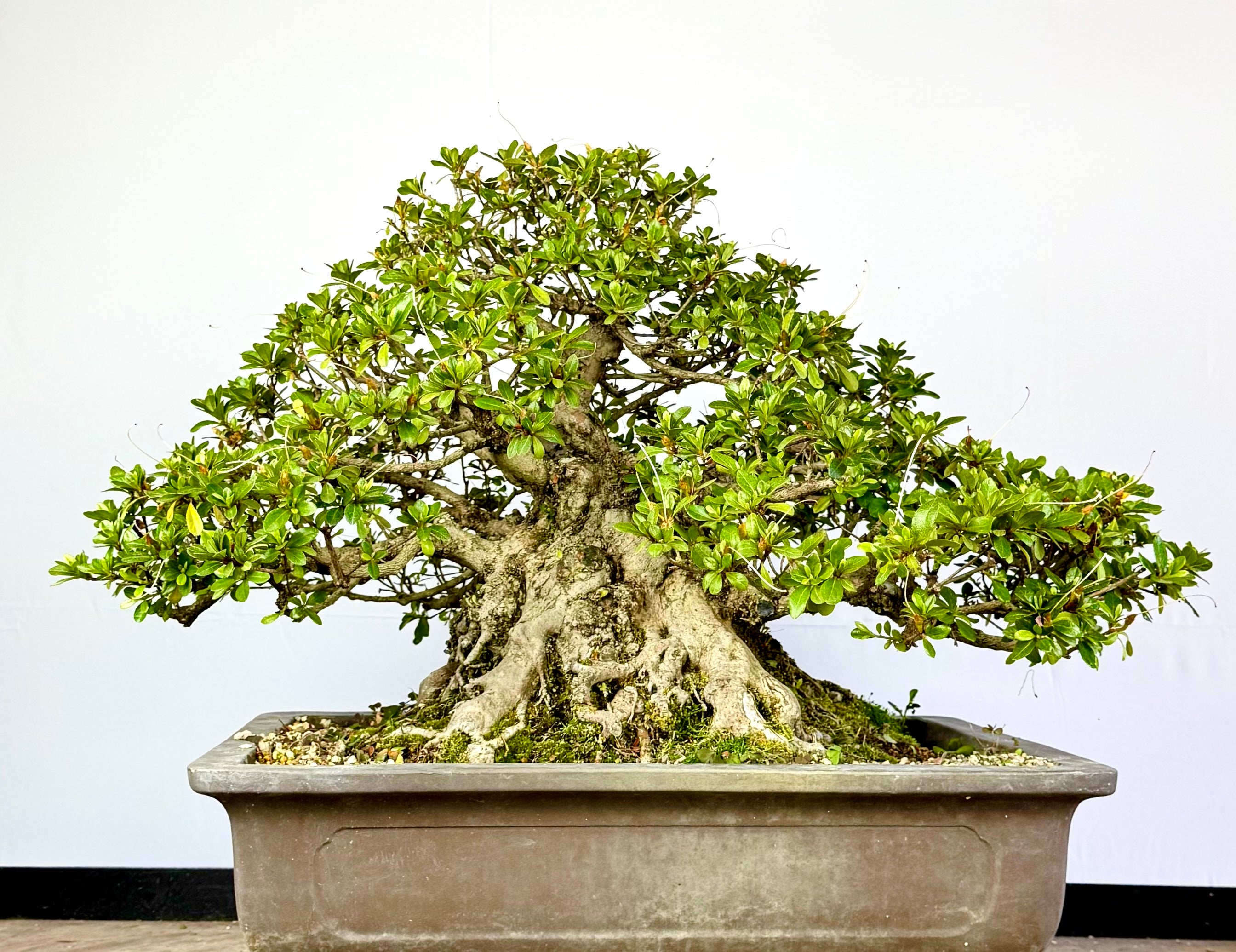 Azalea Gyoten - Rhododendron