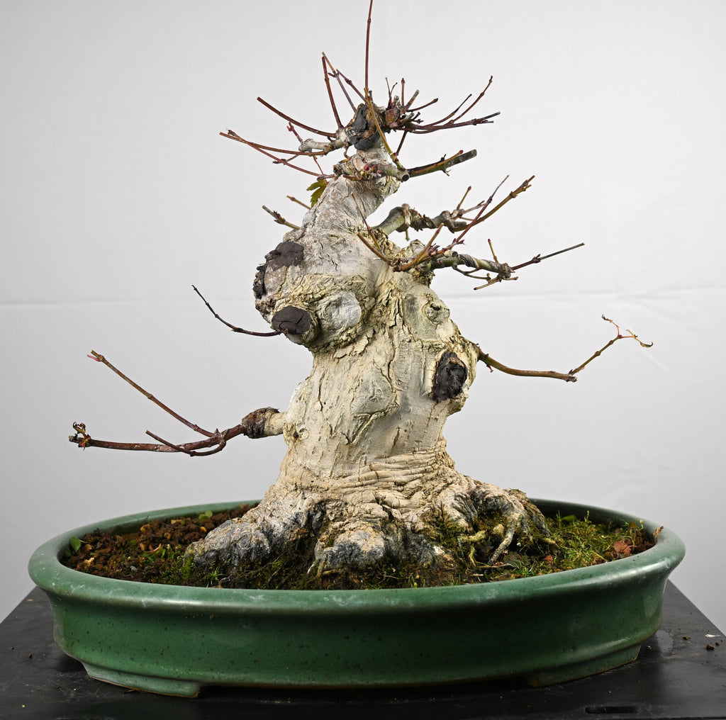 Acer Palmatum Yamamomiji