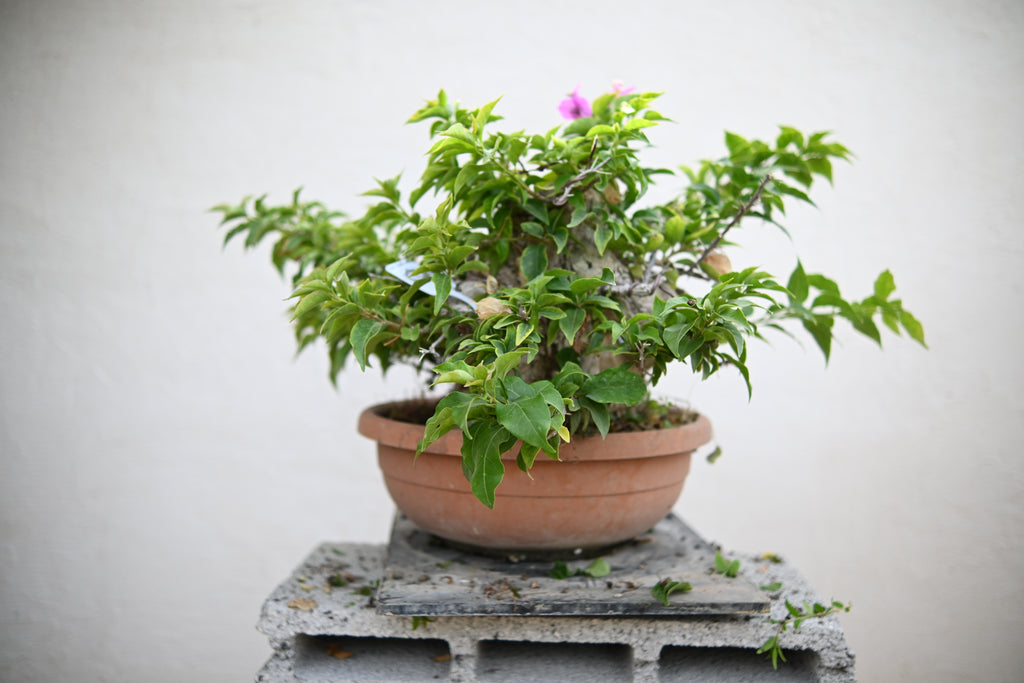 Bouganville Sanderiana