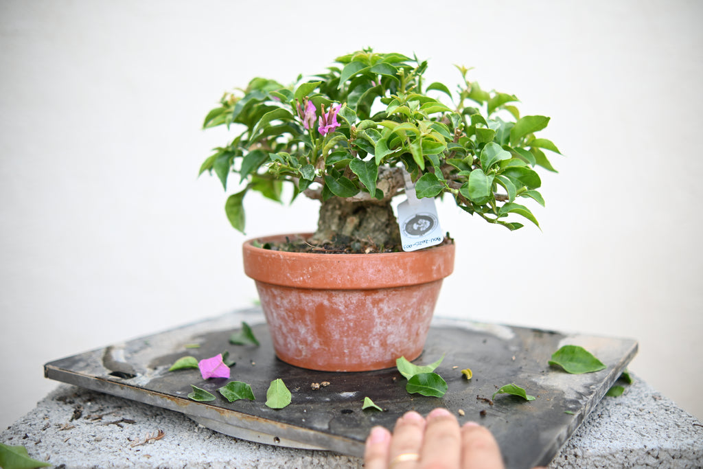 Bouganville Sanderiana Shohin