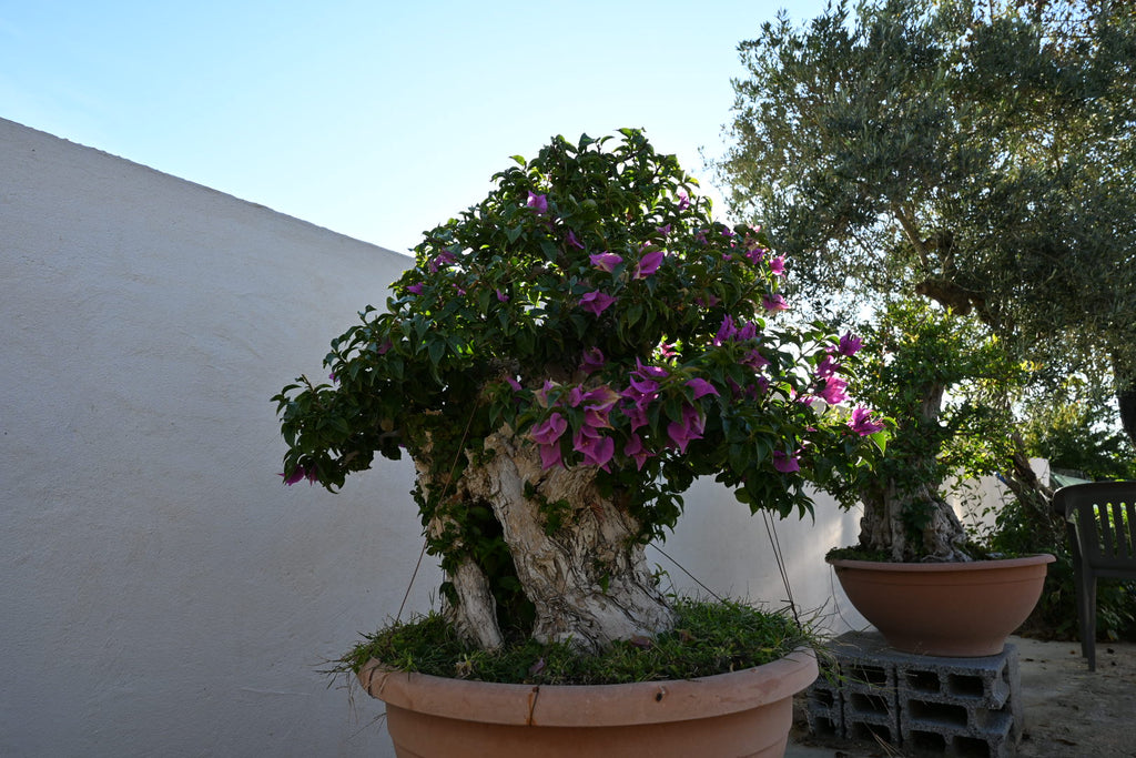 Bonsai di Bouganville